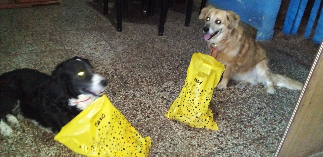 Mascotas en Armenia Clínica Veterinaria